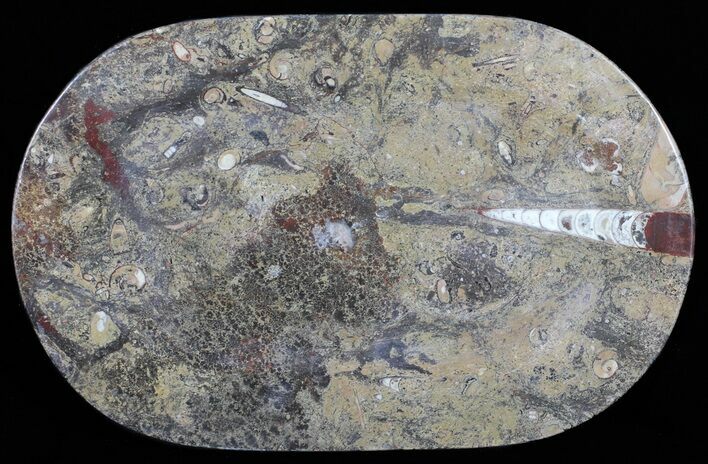 Fossil Orthoceras & Goniatite Plate - Stoneware #57794